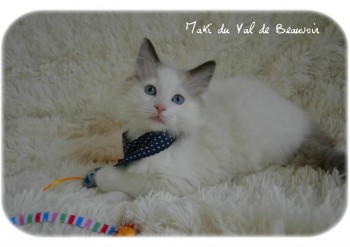 mâle seal bicolour - Chatterie Ragdolls du Val de Beauvoir